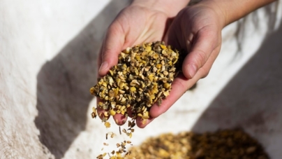 Cum se realizează tratamentul semințelor de cereale