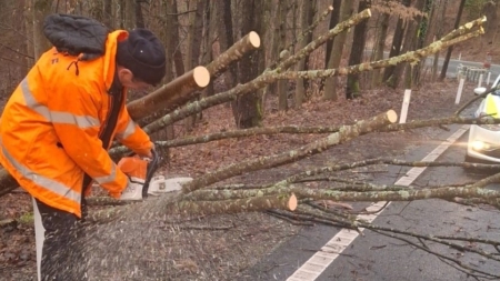 Se trece la tăierea arborilor aflați în pericol de prăbușire pe DN18, în Pasul Gutâi