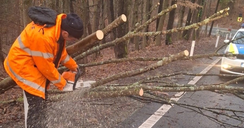 Se trece la tăierea arborilor aflați în pericol de prăbușire pe DN18, în Pasul Gutâi