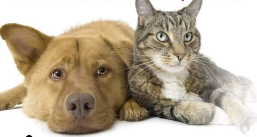 Campanie de sterilizare gratuită pentru câini si pisici în Fărcașa