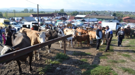 În atenția crescătorilor de animale din Maramureș: La Ariniș se organizează o expoziție zootehnică