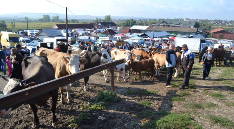 În atenția crescătorilor de animale din Maramureș: La Ariniș se organizează o expoziție zootehnică