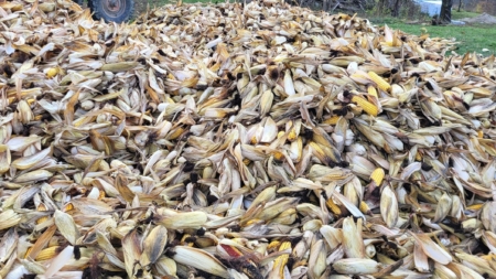 Claca de desfăcat porumb în Vima Mică