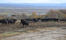În Fărcașa a avut loc întâlnirea crescătorilor de bovine din rasa Aberdeen Angus din regiunea de nord-vest a țării
