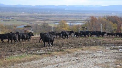 În Fărcașa a avut loc întâlnirea crescătorilor de bovine din rasa Aberdeen Angus din regiunea de nord-vest a țării