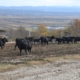 În Fărcașa a avut loc întâlnirea crescătorilor de bovine din rasa Aberdeen Angus din regiunea de nord-vest a țării