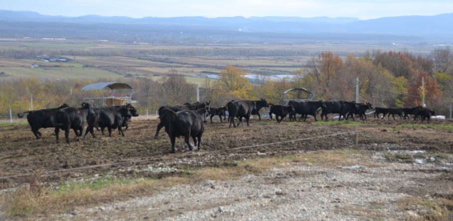 În Fărcașa a avut loc întâlnirea crescătorilor de bovine din rasa Aberdeen Angus din regiunea de nord-vest a țării