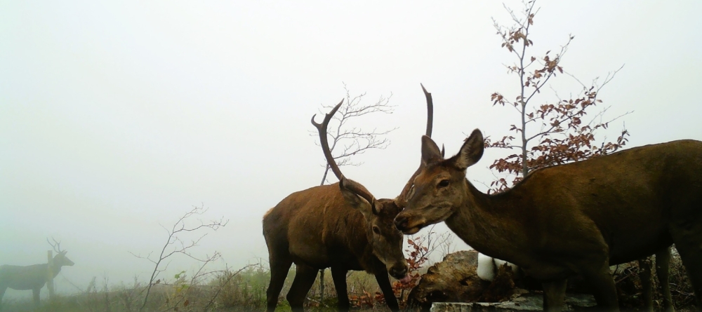 Imagini spectaculoase: Cerbi, mistreți și alte animale surprinse la sărăriile Ocolului Silvic Firiza