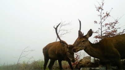 Imagini spectaculoase: Cerbi, mistreți și alte animale surprinse la sărăriile Ocolului Silvic Firiza