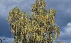 Meteorologii au emis un Cod Galben de vânt puternic în vest și nord-vest