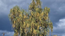 Meteorologii au emis un Cod Galben de vânt puternic în vest și nord-vest