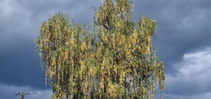 Meteorologii au emis un Cod Galben de vânt puternic în vest și nord-vest