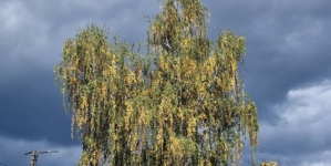 Meteorologii au emis un Cod Galben de vânt puternic în vest și nord-vest