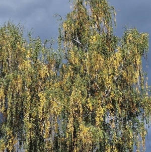 Meteorologii au emis un Cod Galben de vânt puternic în vest și nord-vest