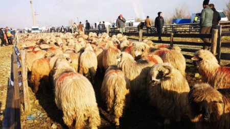 O nouă ediție a Târgului de animale în Ocna Șugatag