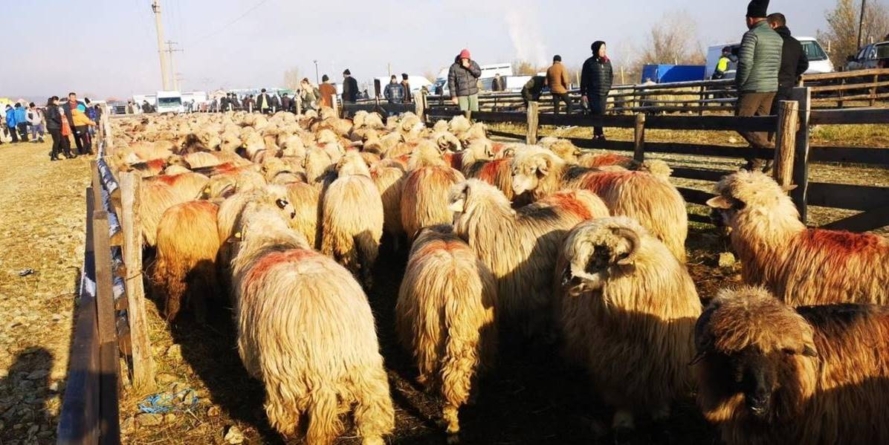 O nouă ediție a Târgului de animale în Ocna Șugatag