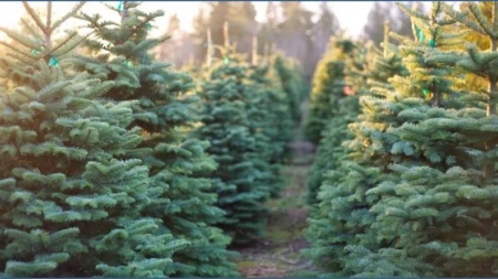 Proiect pentru „Târgul Brazilor de Crăciun” pe ordinea de zi a ședinței CL