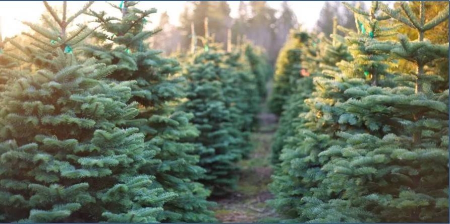 Proiect pentru „Târgul Brazilor de Crăciun” pe ordinea de zi a ședinței CL