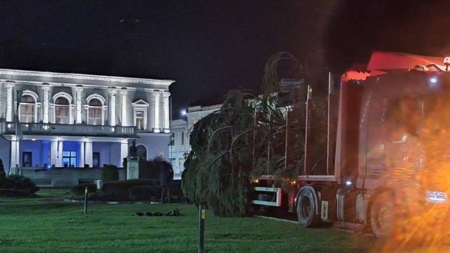 Aseară a sosit bradul de Crăciun la Sighet