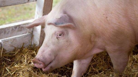 Alertă sanitar-veterinară în vestul țării