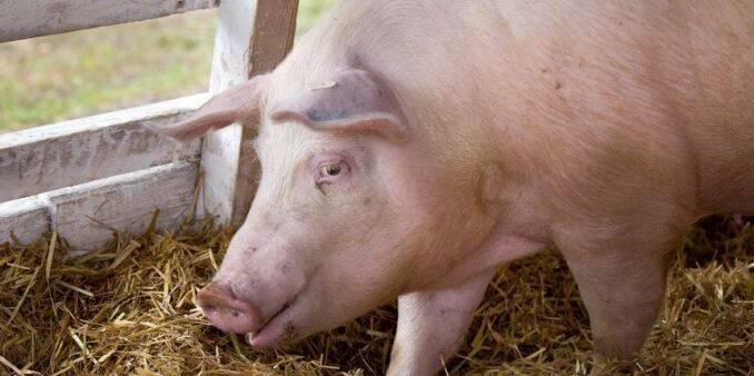 Alertă sanitar-veterinară în vestul țării