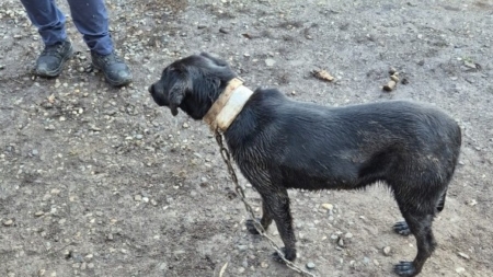 Câine ținut în condiții necorespunzătoare, luat de la stăpân de polițiștii de la Protecția Animalelor