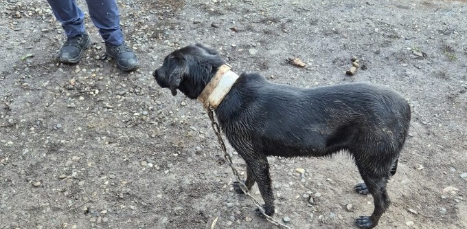 Câine ținut în condiții necorespunzătoare, luat de la stăpân de polițiștii de la Protecția Animalelor