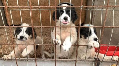 Concertul „Prieteni cuvântători cântă pentru prieteni necuvântători” ajunge, anul acesta, la cea de-a VIII- a ediție