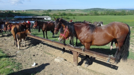 Crescătorii de animale sunt invitați la expoziția de animale „Târg la Ariniș”