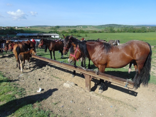 Crescătorii de animale sunt invitați la expoziția de animale „Târg la Ariniș”