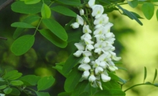 Salcâmul în România: între realitate și panică mediatică