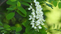 Salcâmul în România: între realitate și panică mediatică