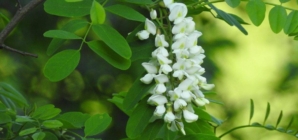 Salcâmul în România: între realitate și panică mediatică