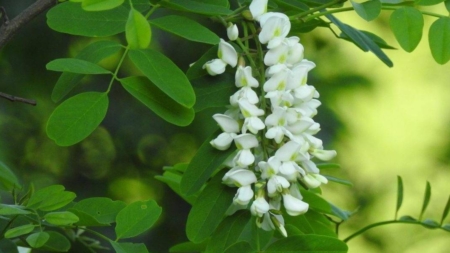 Salcâmul în România: între realitate și panică mediatică