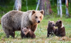 Alertă pe traseele din Munții Gutâi: doi turiști salvați după întâlnirea cu doi pui de urs