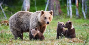 Alertă pe traseele din Munții Gutâi: doi turiști salvați după întâlnirea cu doi pui de urs