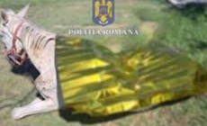 Caz de cruzime extremă față de animale, trimis în instanță la Satu Mare