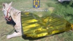 Caz de cruzime extremă față de animale, trimis în instanță la Satu Mare