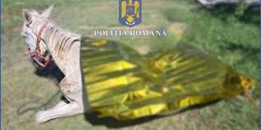 Caz de cruzime extremă față de animale, trimis în instanță la Satu Mare