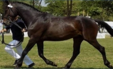 ,,Târg animal și concurs ecvestru,, la Seini, 13 decembrie 2025