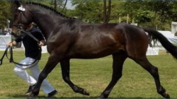 ,,Târg animal și concurs ecvestru,, la Seini, 13 decembrie 2025