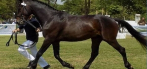 ,,Târg animal și concurs ecvestru,, la Seini, 13 decembrie 2025