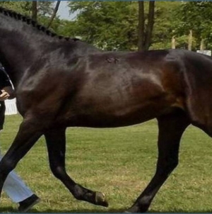 ,,Târg animal și concurs ecvestru,, la Seini, 13 decembrie 2025