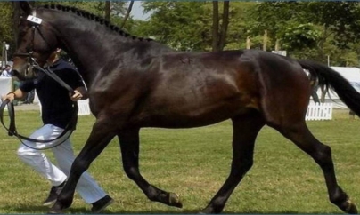 „Târg animal și concurs ecvestru” la Seini, 13 decembrie 2025