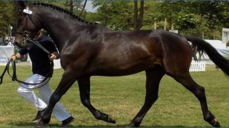 „Târg animal și concurs ecvestru” la Seini, 13 decembrie 2025