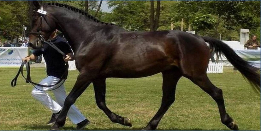 ,,Târg animal și concurs ecvestru,, la Seini, 13 decembrie 2025