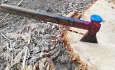 Pădurile digitale: proiect inovator sau risipă de bani?