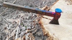 Pădurile digitale: proiect inovator sau risipă de bani?