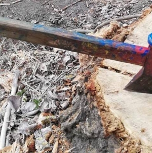 Pădurile digitale: proiect inovator sau risipă de bani?