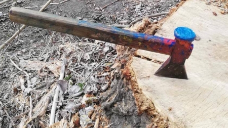 Pădurile digitale: proiect inovator sau risipă de bani?